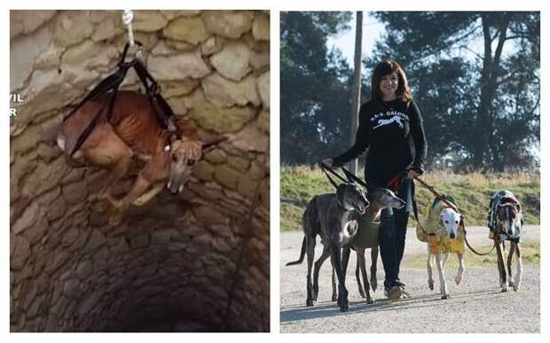Не в ответе за тех, кого приручили: почему испанские охотники массово бросают борзых погибать история, собаки, спасение