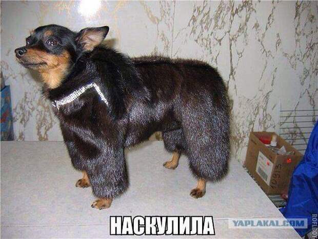 Подборка веселых картинок с тырнета