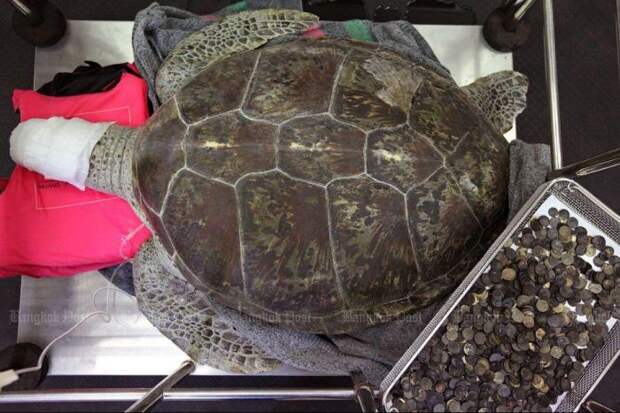 В Таиланде спасли черепаху, достав из ее желудка 915 монет таиланд, черепаха