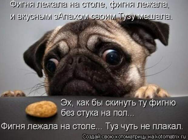 Котоматрицы(картинки с надписями)