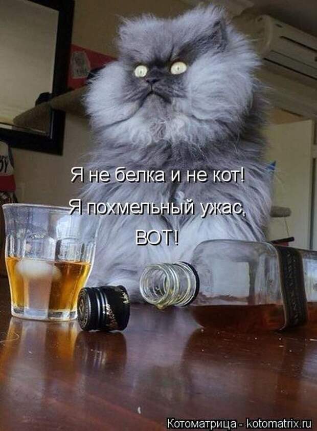 Лучшие котоматрицы недели