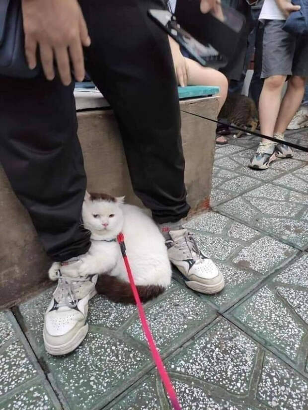 Милые и забавные животные, которые заряжают позитивом