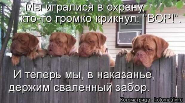 Котоматрицы(картинки с надписями)
