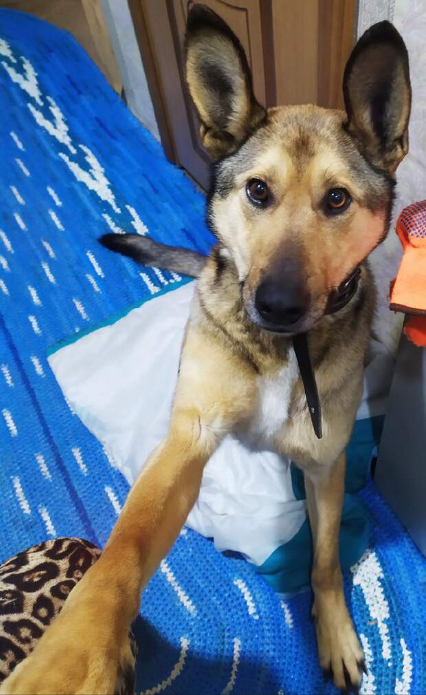 собака на фото