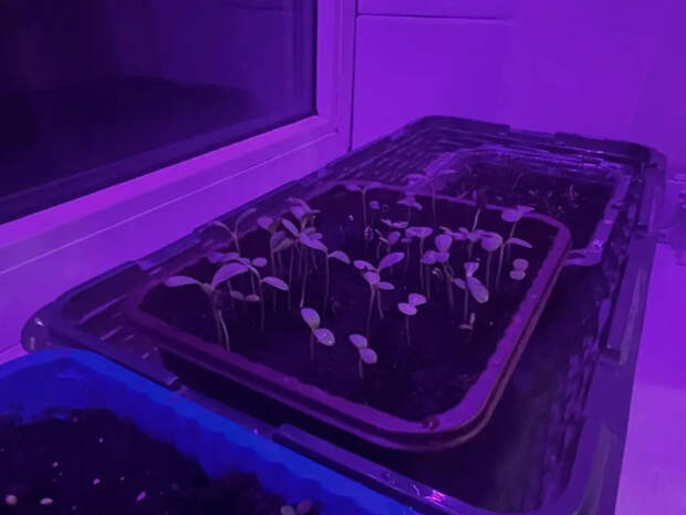 Не повторяйте чужих ошибок: эти семена болгарского перца не дадут ни одного ростка