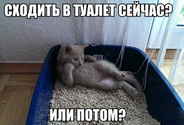 Смешные фото приколы и мемы с котами и кошками Смешные фото приколы и мемы с котами и кошками животные, коты, прикол, юмор