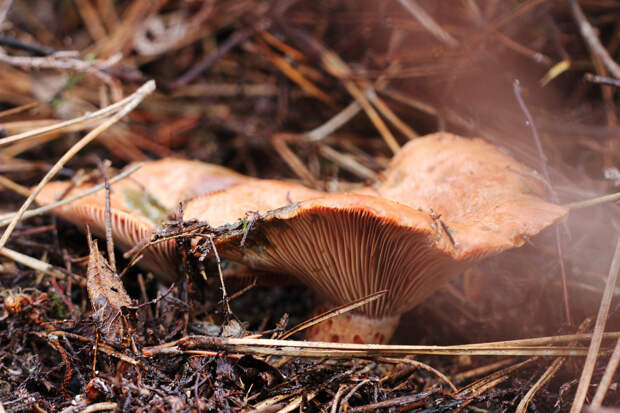 Рыжик настоящий — съедобный гриб 1-й категории. Имеет оранжевую или светло-рыжую шляпку воронкообразной формы с распрямляющимися краями и ножку того же цвета (до 7 см). Произрастает в хвойных лесах. (Anna Valls Calm)