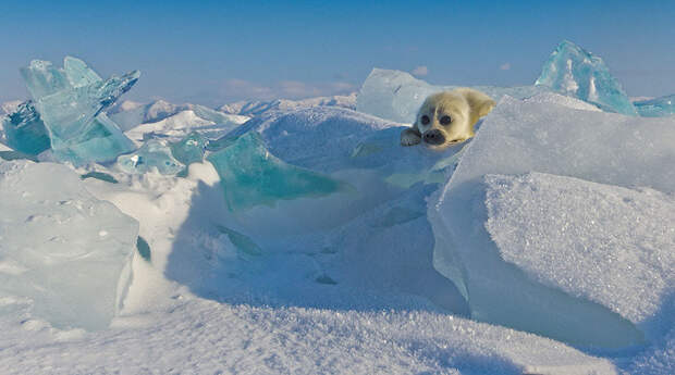 cute-baby-seal-waves-photographer-alexy-trofimov-russia-03a