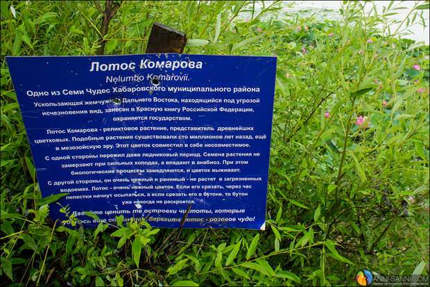 Цветущие лотосы в Хабаровске