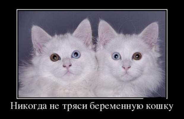 Почему я не очень люблю котов? коты, юмор