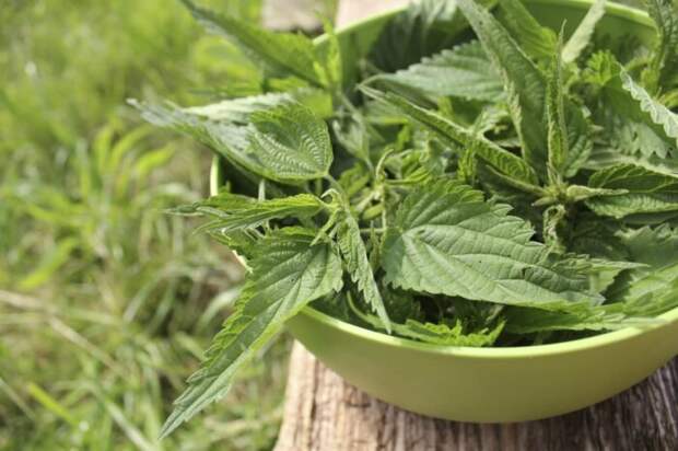 Можно использовать свежие крапивные листья или же другую зелень, чтобы со всех сторон обложить мясо / Фото: medicinf.ru Можно использовать свежие крапивные листья или же другую зелень, чтобы со всех сторон обложить мясо / Фото: medicinf.ru