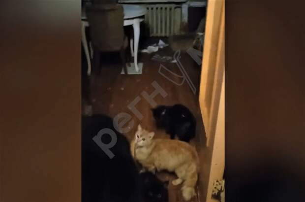 Безумная «кошатница» продала провонявшую квартиру, чтобы не выполнять обязательства суда по ремонту