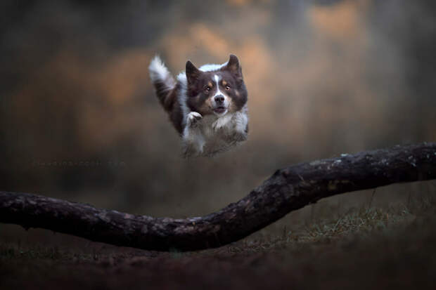 Супер собаки в фотографиях Клаудио Пикколи 22