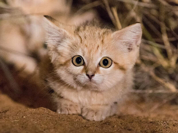 Опубликованы первые фото и видео барханного кота в его естественной среде обитания Бархатная кошка, видео, северная африка