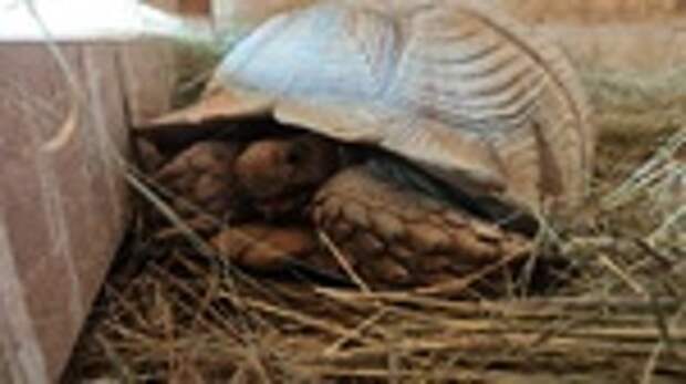 Шпороносые черепахи / Фото: барнаульский зоопарк