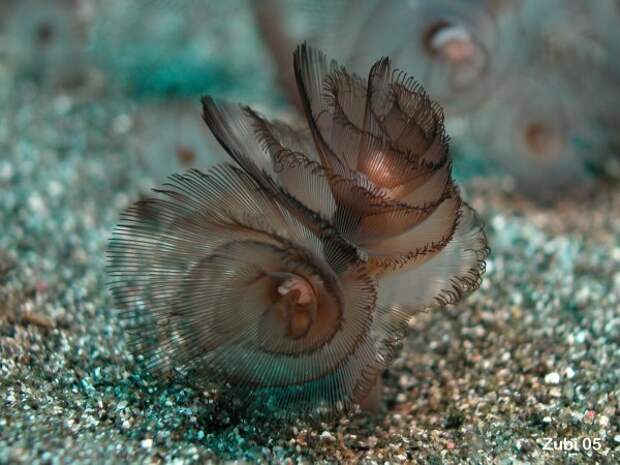 Ответы@Mail.Ru: Кто такие и где обитают рhoronida