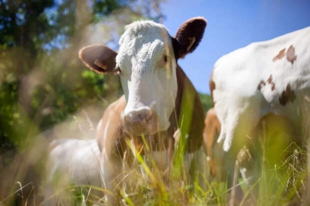 В Британии будут наказывать тех, кто «вызывает тревогу» у домашнего скота