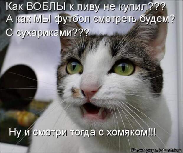 Котоматрицы(картинки с надписями)