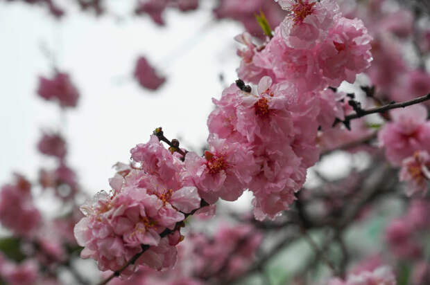 Погода 1 мая: ночью до +4