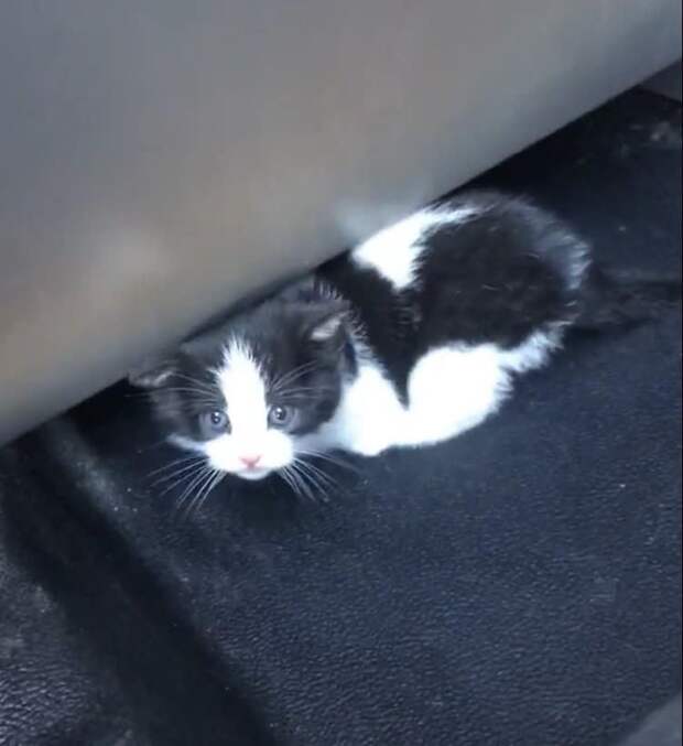 котенок в машине