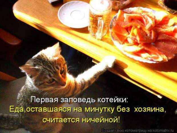 Котоматрицы(картинки с надписями)