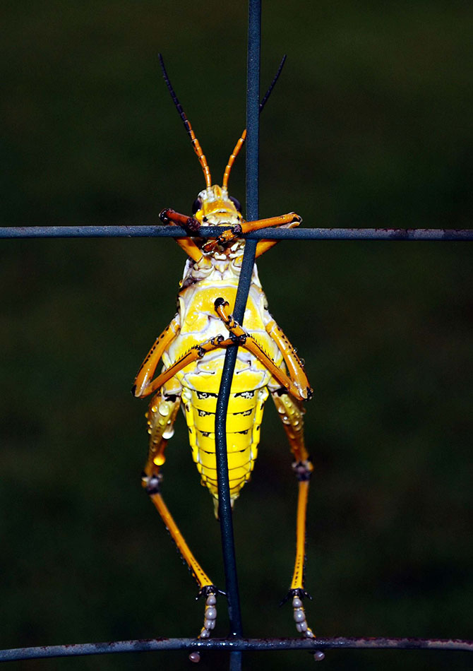 Победители фотоконкурса «Focus on Nature 2014»