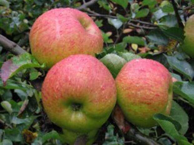 Яблоки (Apples)