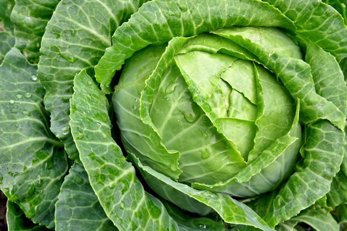 11 самых питательных продуктов на планете
