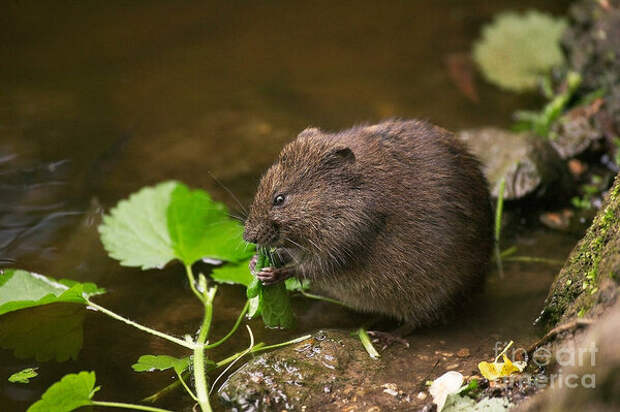 Виагра из болота или кто съел крыс