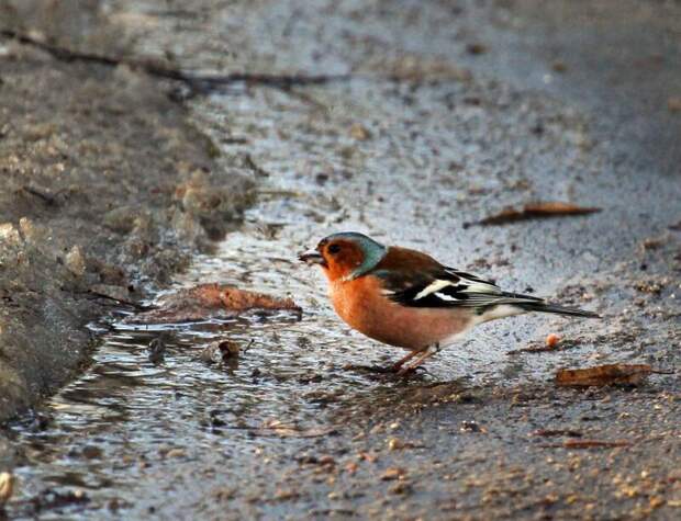 В «Горках Ленинских» возобновляют экскурсии по наблюдению за птицами
