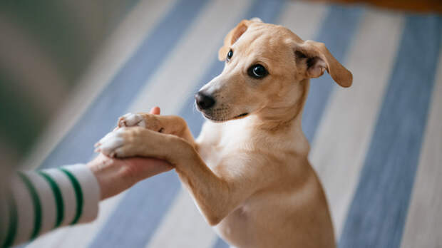 Как работает правило 3-3-3 для собак