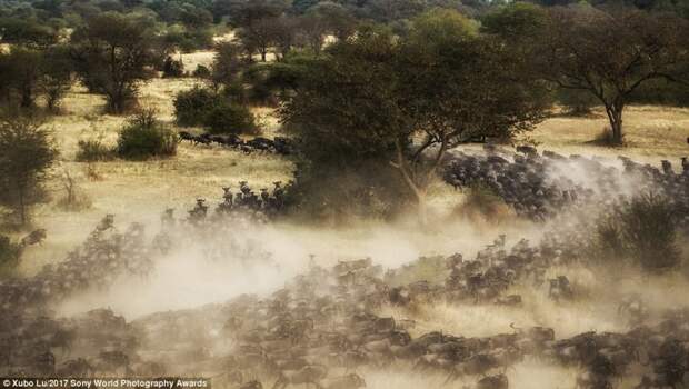 Антилопы гну во время своей ежегодной миграции в африканском регионе Серенгети Sony World Photography, Sony World Photography Awards 2017, фотоконкурс