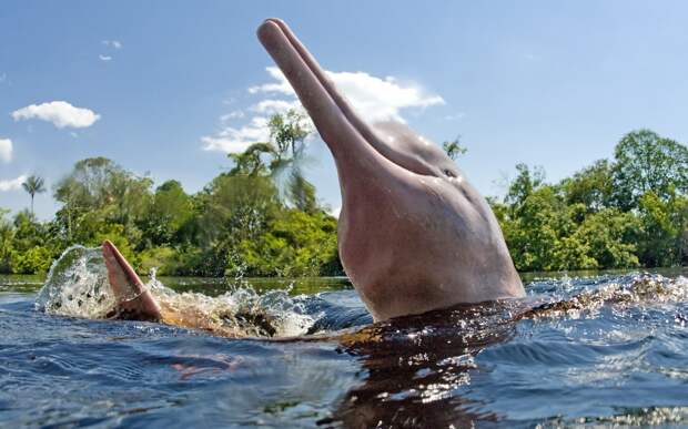 Самые интересные животные мира. Амазонский дельфин