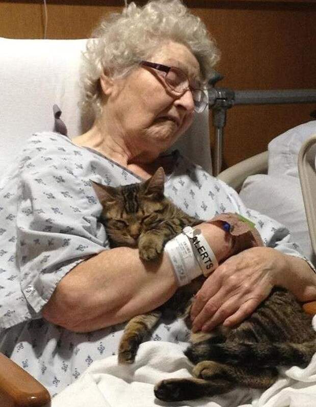 lolcats25 100 лучших фотографий кошек всех времен и народов