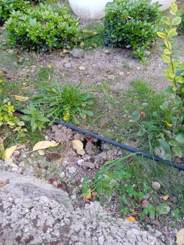 В Алуште неизвестные крадут с центра города зеленые насаждения с клумб