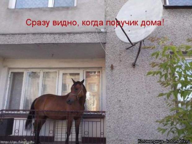 Котоматрицы(картинки с надписями)