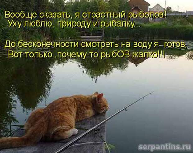 Кулинарные котоматрицы