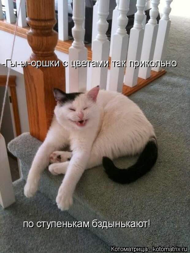 Котоматрицы(картинки с надписями)