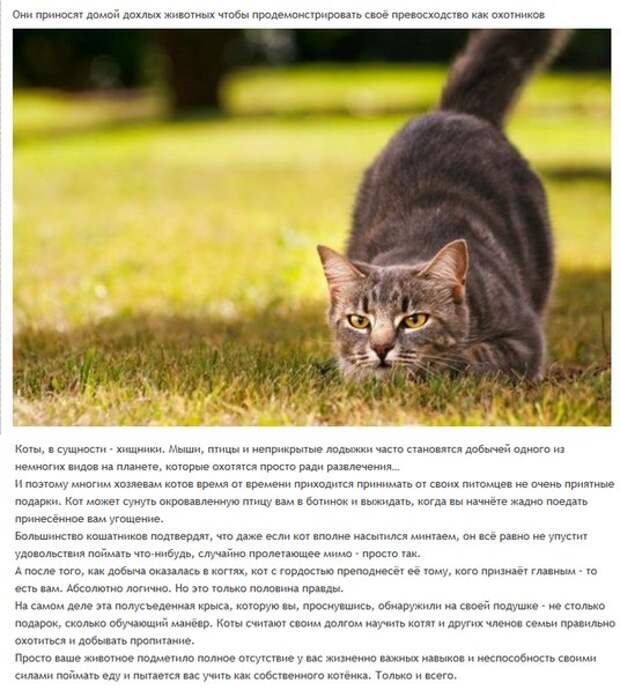 6 милых кошачьих повадок и их неожиданные объяснения