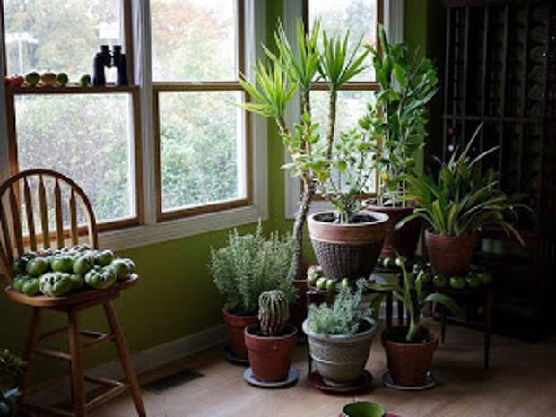 Чем подкармливать комнатные растения?