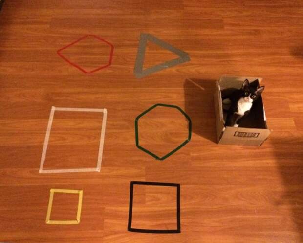 Поймай питомца в ловушку