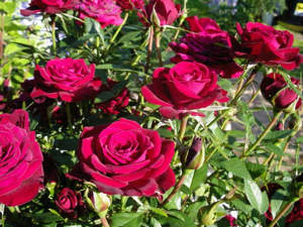 Розы Кордана в саду