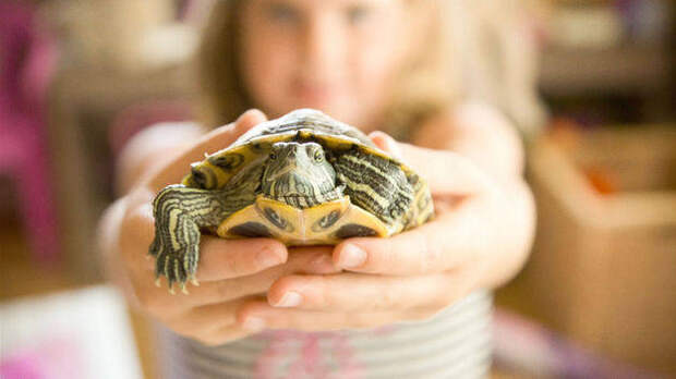Turtle