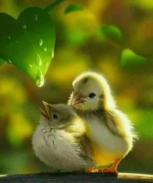 РЅРіРІСЃРЅРІСЃ (502x600, 89Kb)