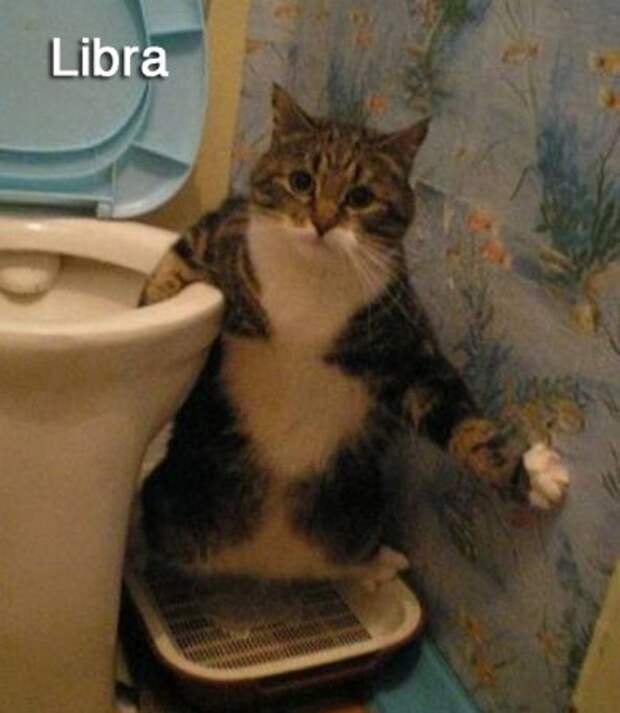 Кошачьи знаки зодиака.