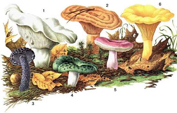 Определитель грибов, как отличить съедобные грибы, как отличить ядовитые грибы, календарь грибника, грибной календарь, календарь грибника на 2013 год, календарь грибника на лето, календарь грибника на осень, когда собирать грибы