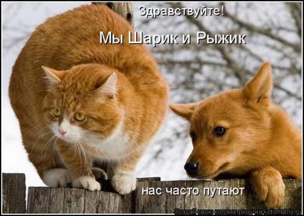 Новая котоматрица на Бугаге (31 фото)