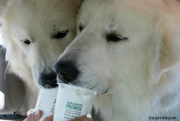 Great Pyrenees