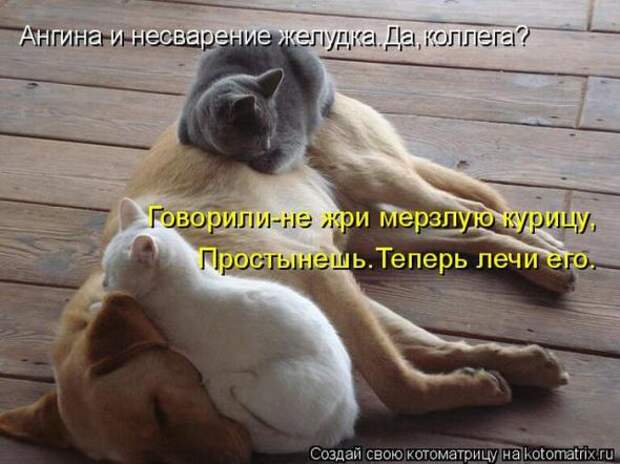 Котоматрицы(картинки с надписями)
