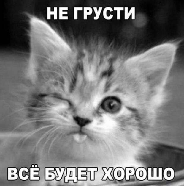 Кис-кис-кис Кис-кис-кис животные, коты, юмор